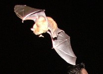 Catching a fly (DETAIL)