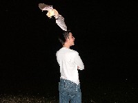 Catching a fly
