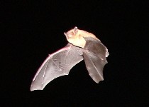 Flying past (DETAIL)